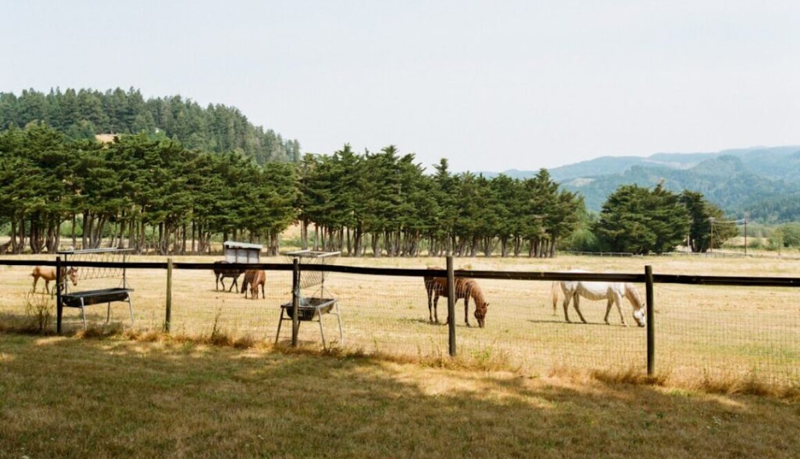 Jak wyglądał świat w XVII wieku - analiza geopolityki w dobie bitwy wiedeńskiej