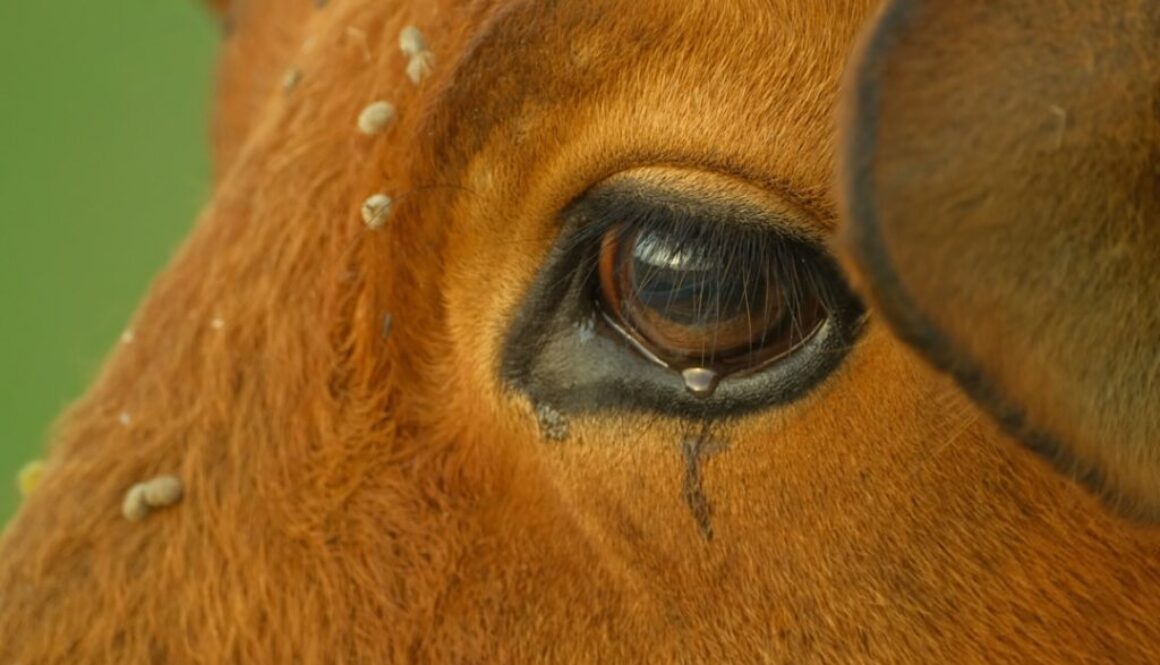 Co wiemy o roli kobiet w XVII wieku - ich wpływ na politykę i życie społeczne