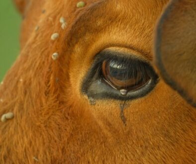 Co wiemy o roli kobiet w XVII wieku - ich wpływ na politykę i życie społeczne