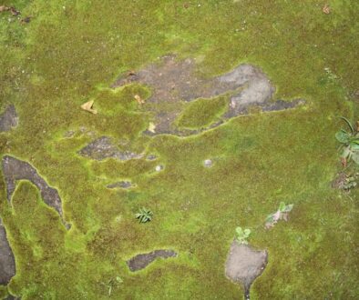 Jak wyglądały stosunki między Polską a Austrią - polityka przed i po bitwie